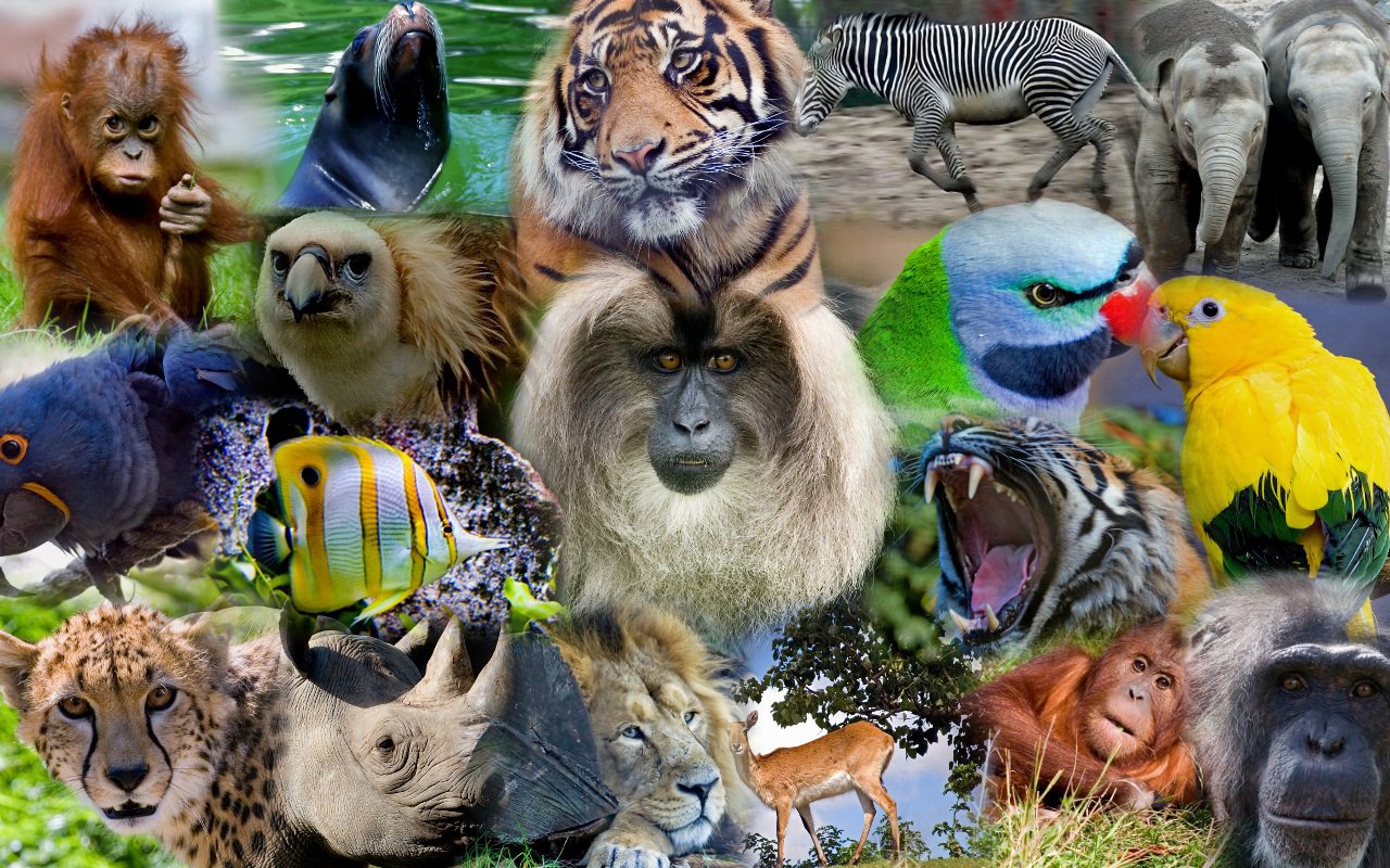 13 животных на одной картинке