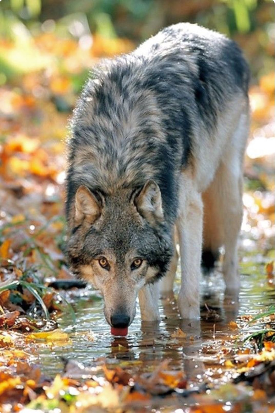 Природу про волков