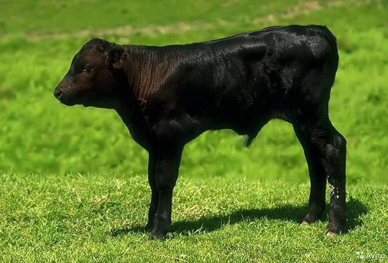 Черная порода скота. Черный теленок. Черная корова. Чёрно-пёстрая (порода коров). Теленок черный бычок.