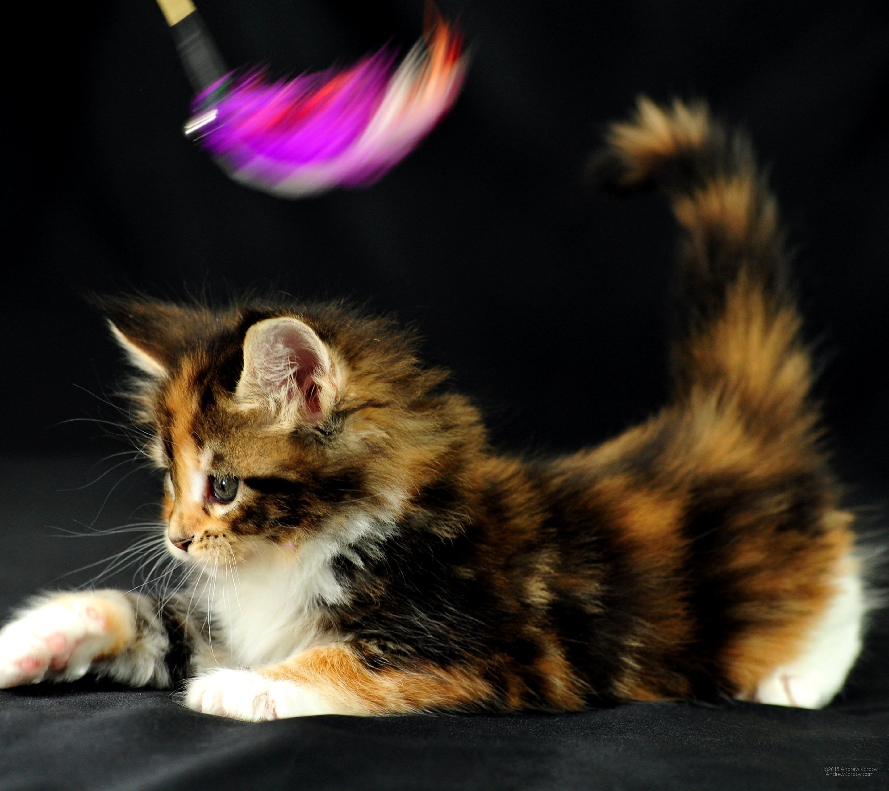 Какие котята у трехцветной кошки. Сибирская кошка трехцветная короткошерстная. Трехшерстная кошка Мейн кун. Мейн кун трехцветный. Котята мейкуна трехцветные.