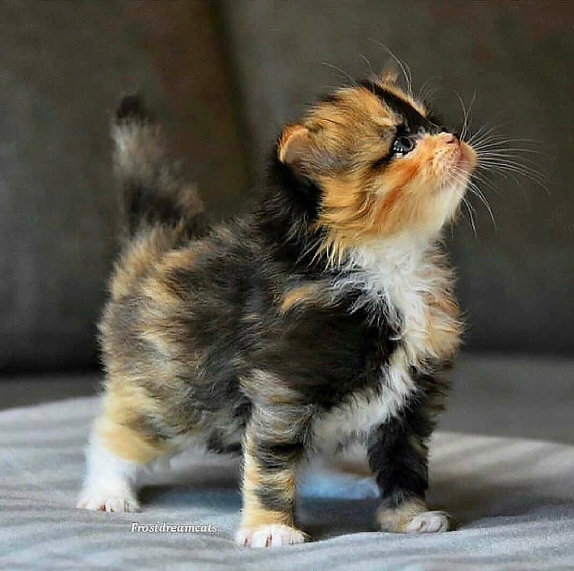 Карликовые кошки породы. Манчкин кошка трехцветная. Манчкин кошка черепаховый окрас. Манчкин длинношерстный. Милые котята Манчкин.