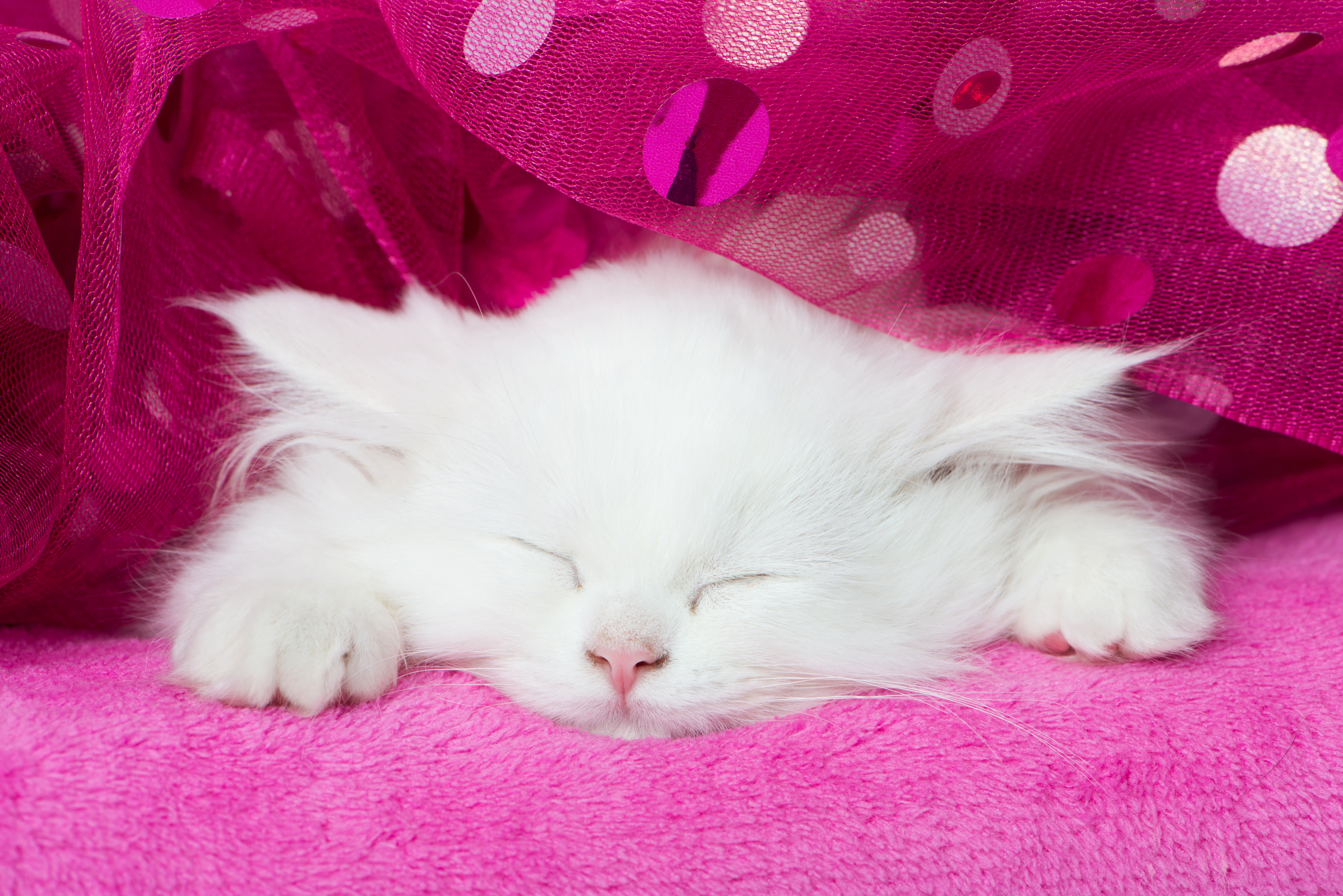 Пушистые котята спят. Белый котенок. Милые кошки. Красивые белые пушистые котята. Белая пушистая кошка.
