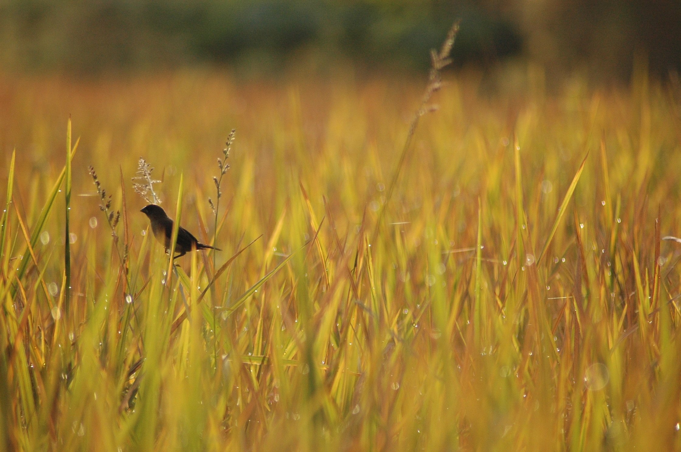 Пшеничная птица. Птица в траве. Птичка в поле. Птицы над полем. Пшеничное поле с птицами.