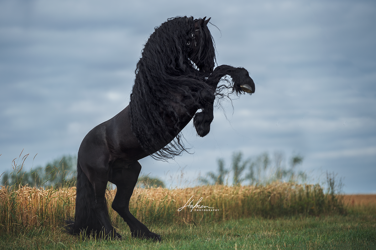 Фризы windows. Фриз Фризская лошадь. Лошади фризской породы черная Жемчужина. Пепельно Вороная лошадь.
