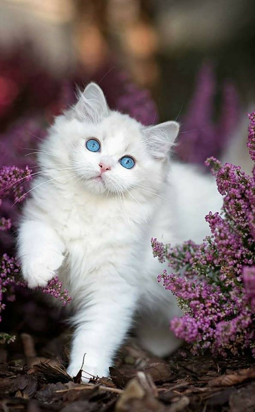 Кошка Фото Красивая Милая