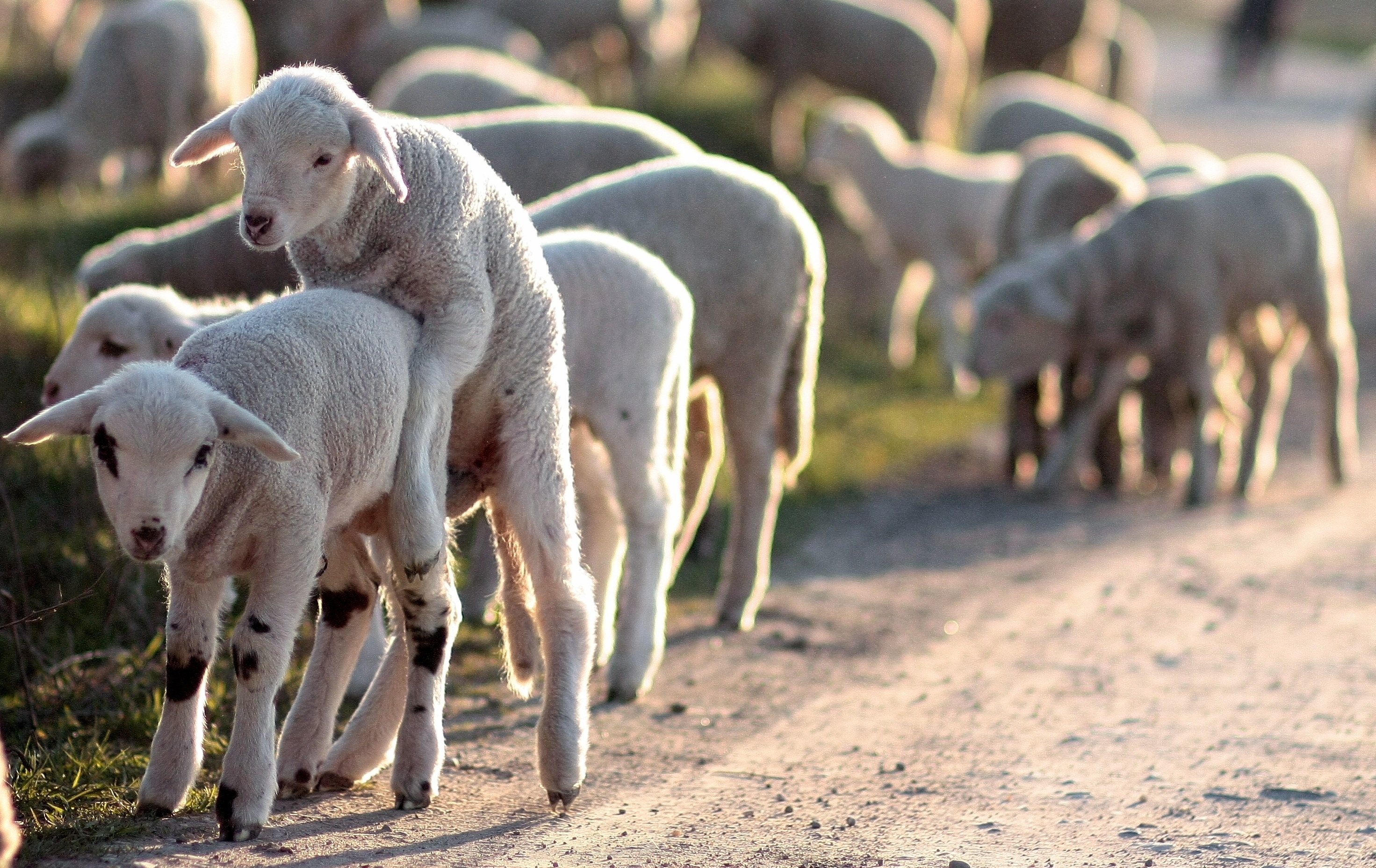 Люди ягнята. Дорпер порода овец. Ромни-марш порода овец. Бараны стадо. Стадо овец.