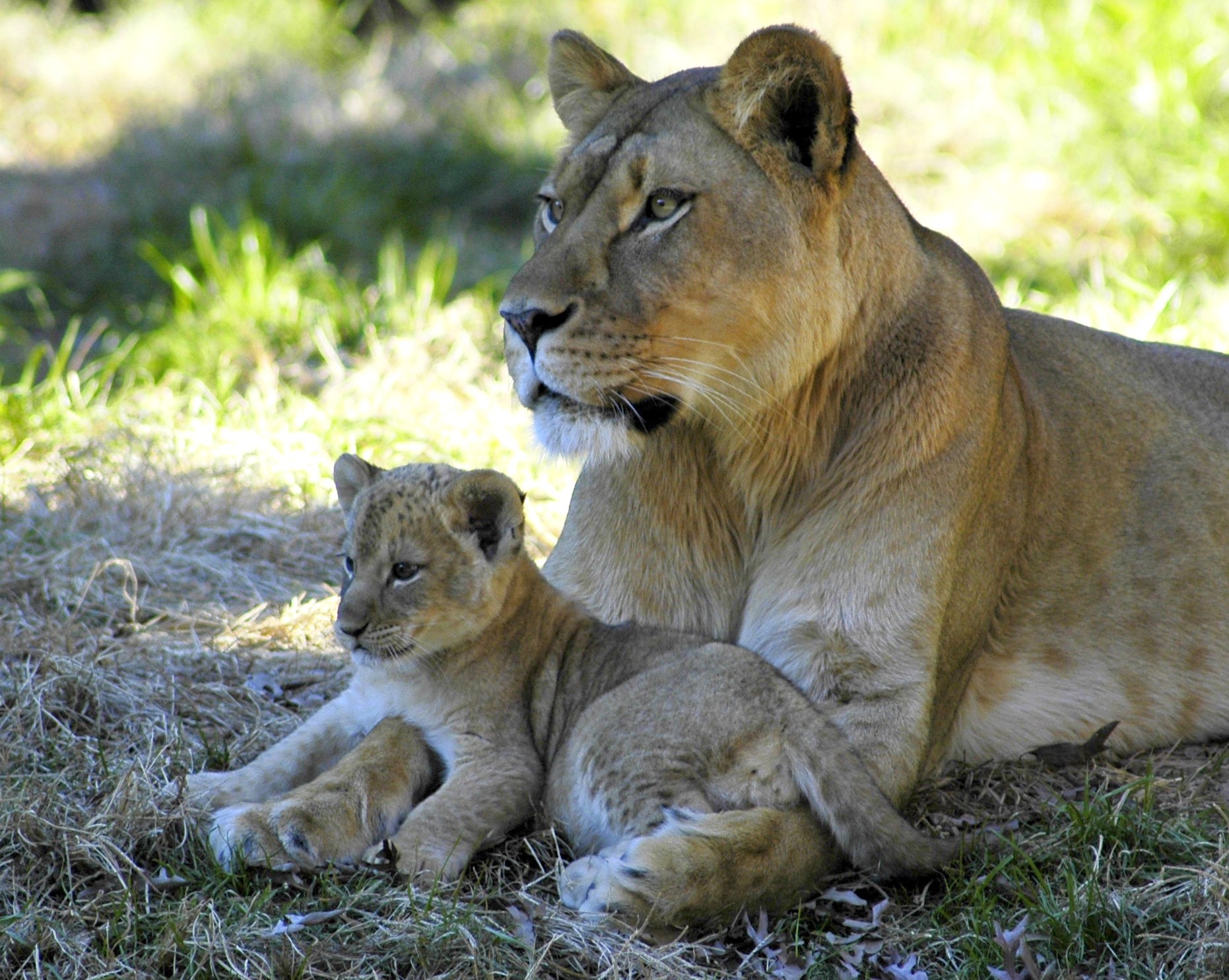 Мать и ребенок животные. Лев львица и Львенок. Львица с детенышем. Мамы и Детеныши. Детеныш Льва.