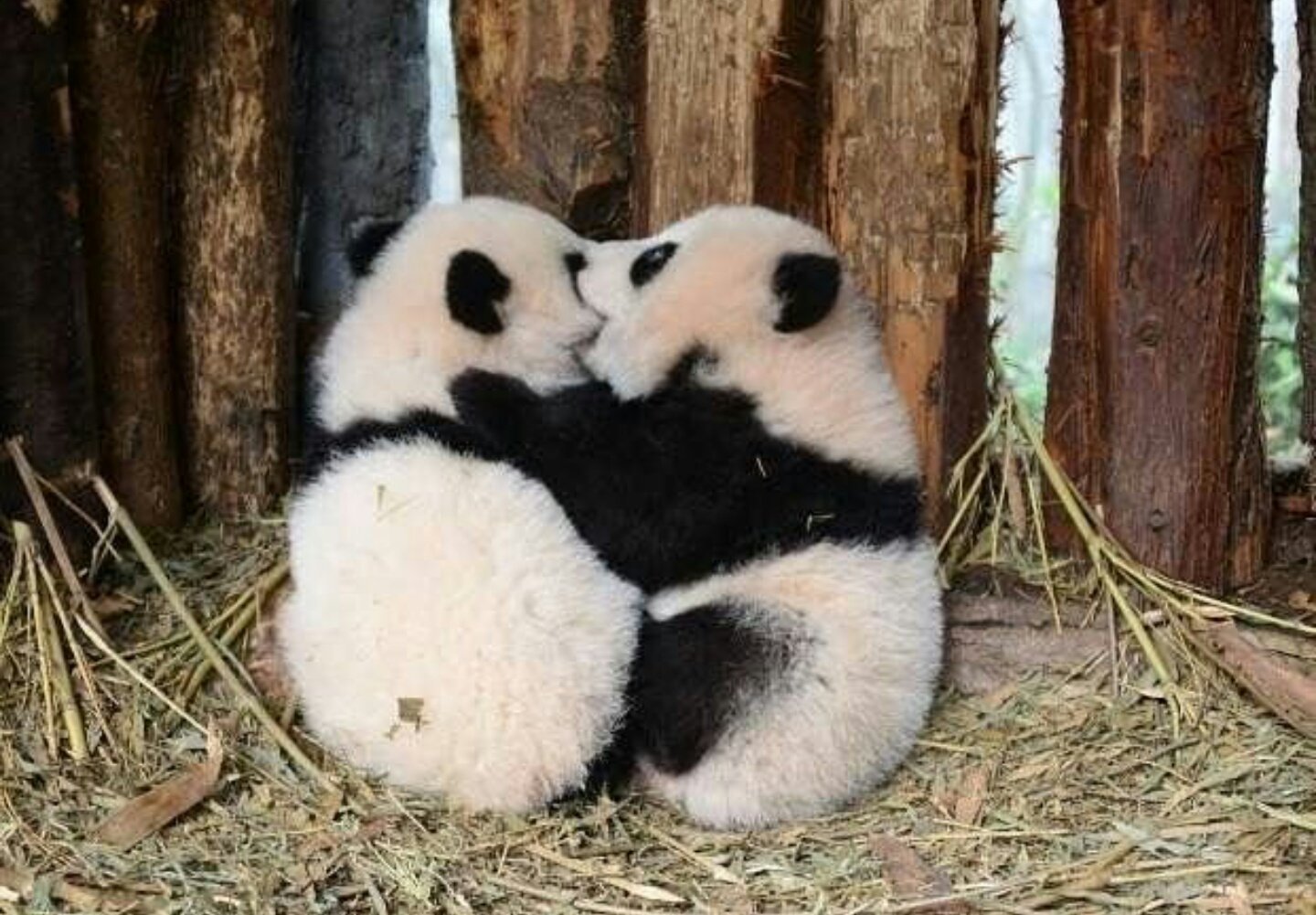 Обнять панду. Панды обнимаются. Панда любовь. Две панды. Панда обнимашки.