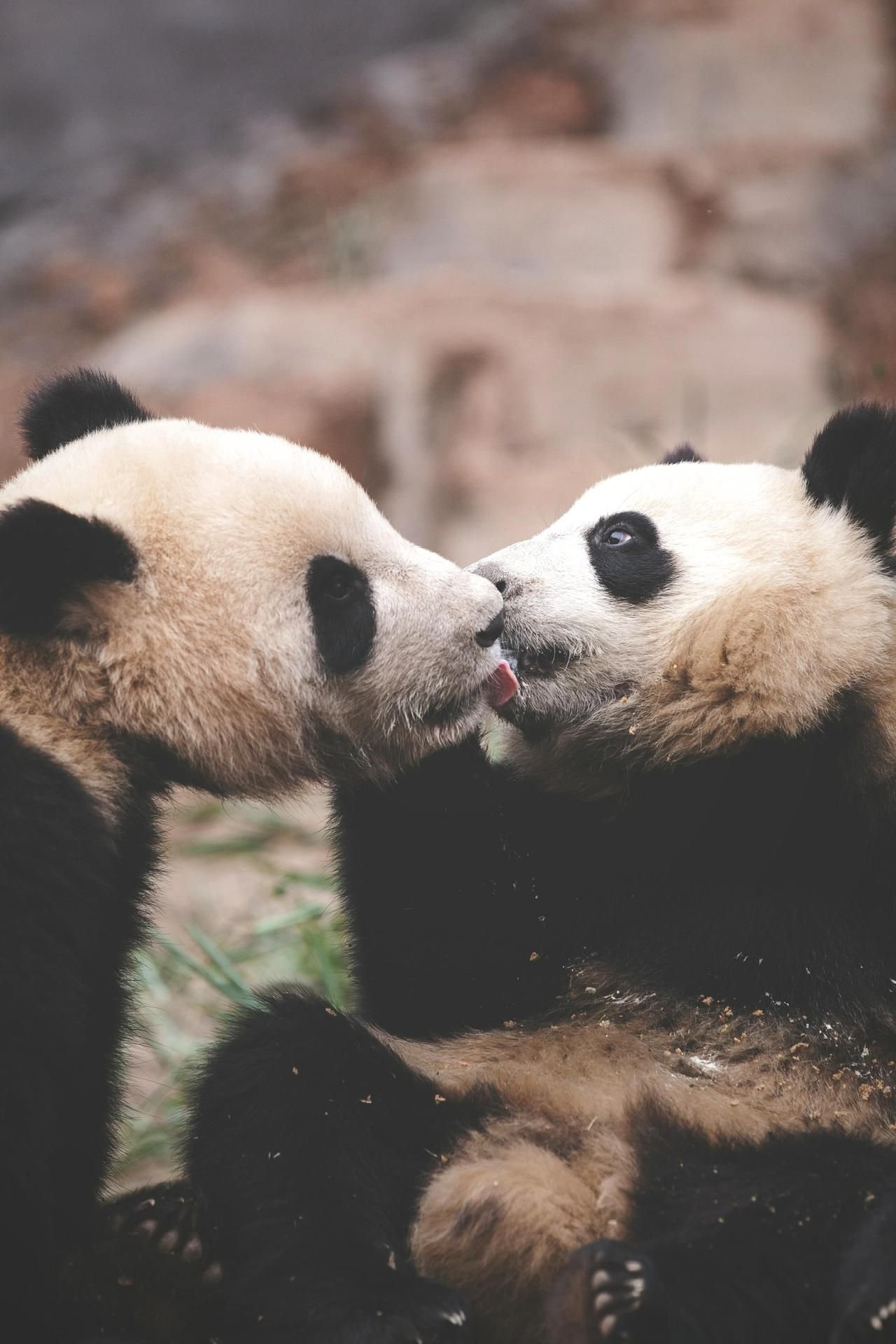 Обнять панду. Две панды. Любовь животных. Панды обнимаются. Объятия животные.