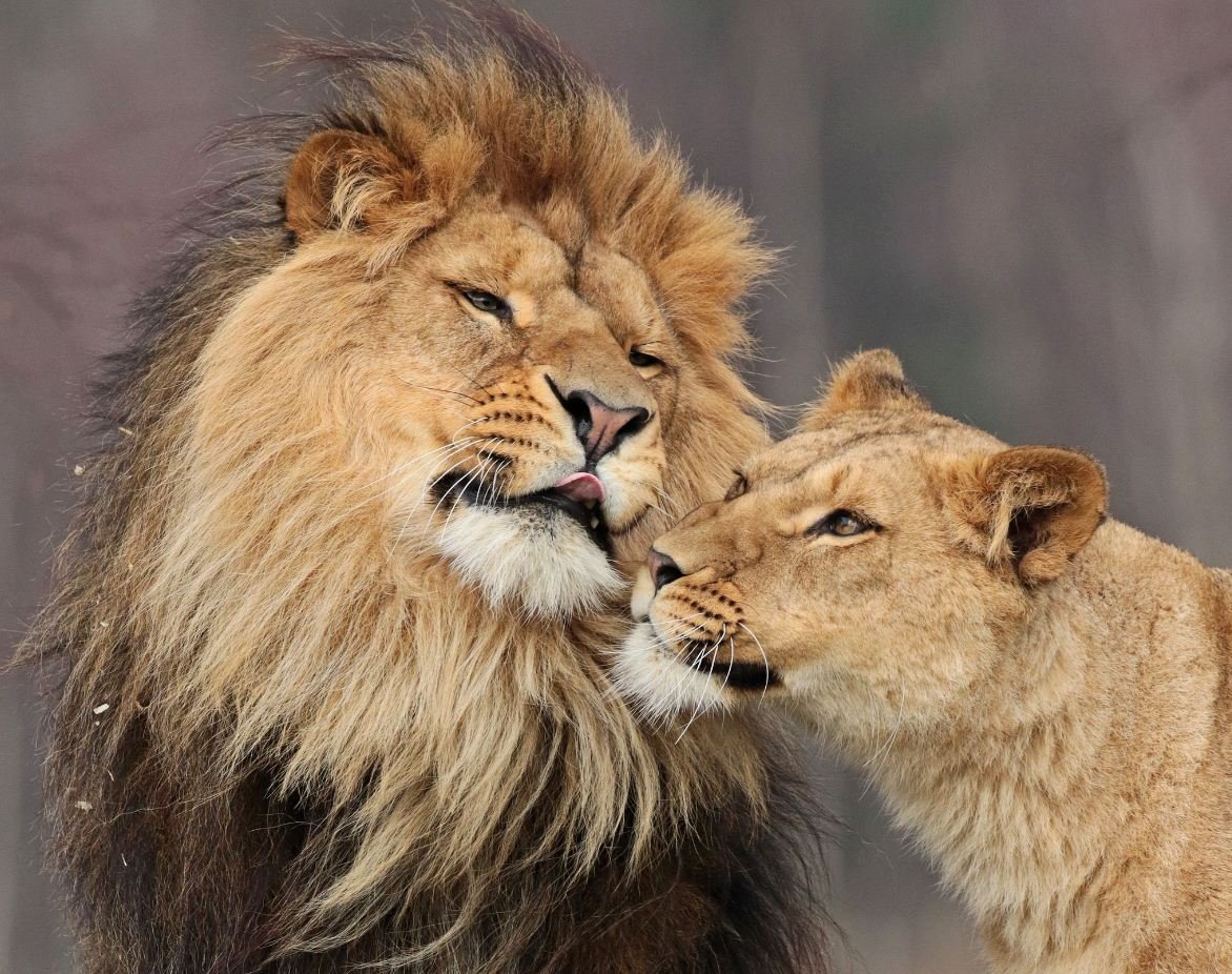 Лев и львица нежность