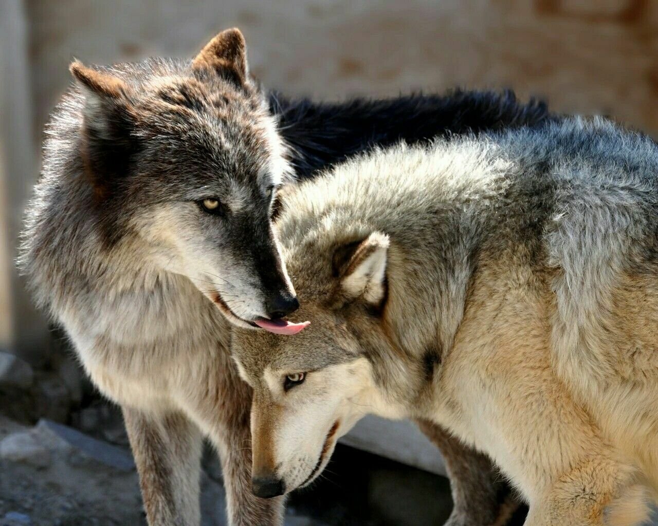 Полюбить волка. Волчица. Два волка. Волк и волчица. Волки любовь.