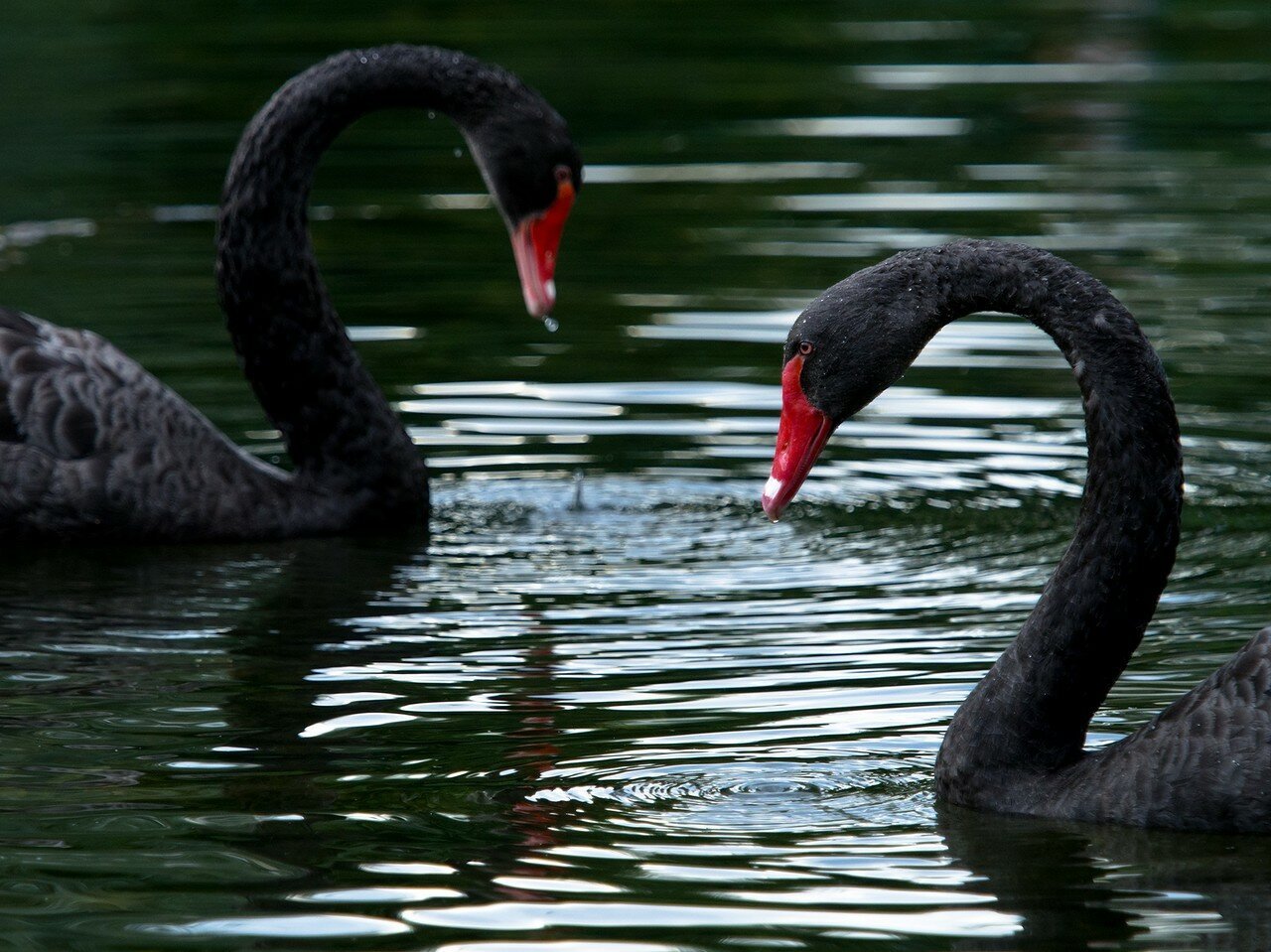 Черный лебедь характеристика. Австралийский черный лебедь. Черный лебедь птица. Черный лебедь фото. Черный лебедь в природе.