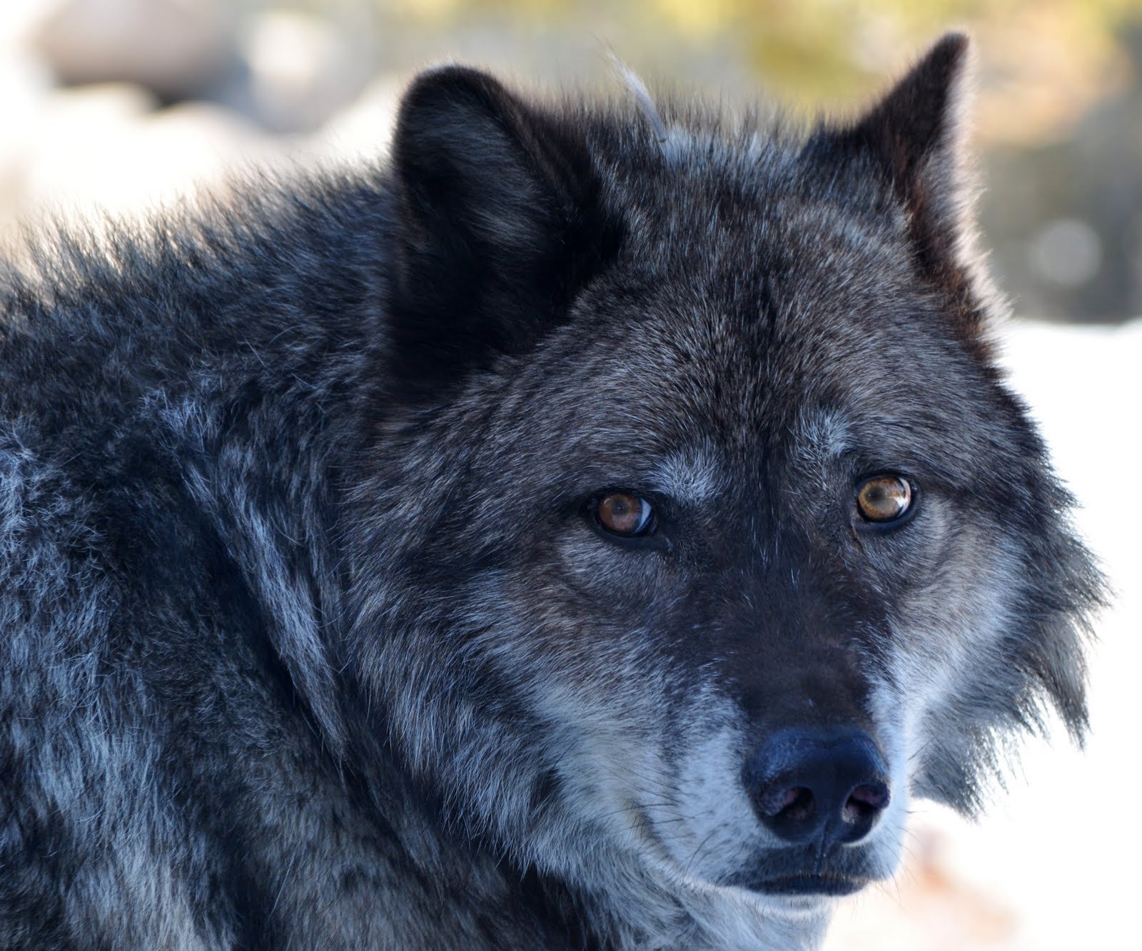 Волк с серыми глазами.
