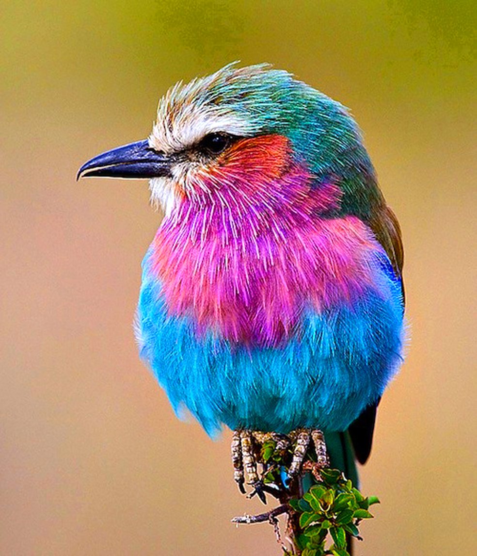 Маленькие цветные птички