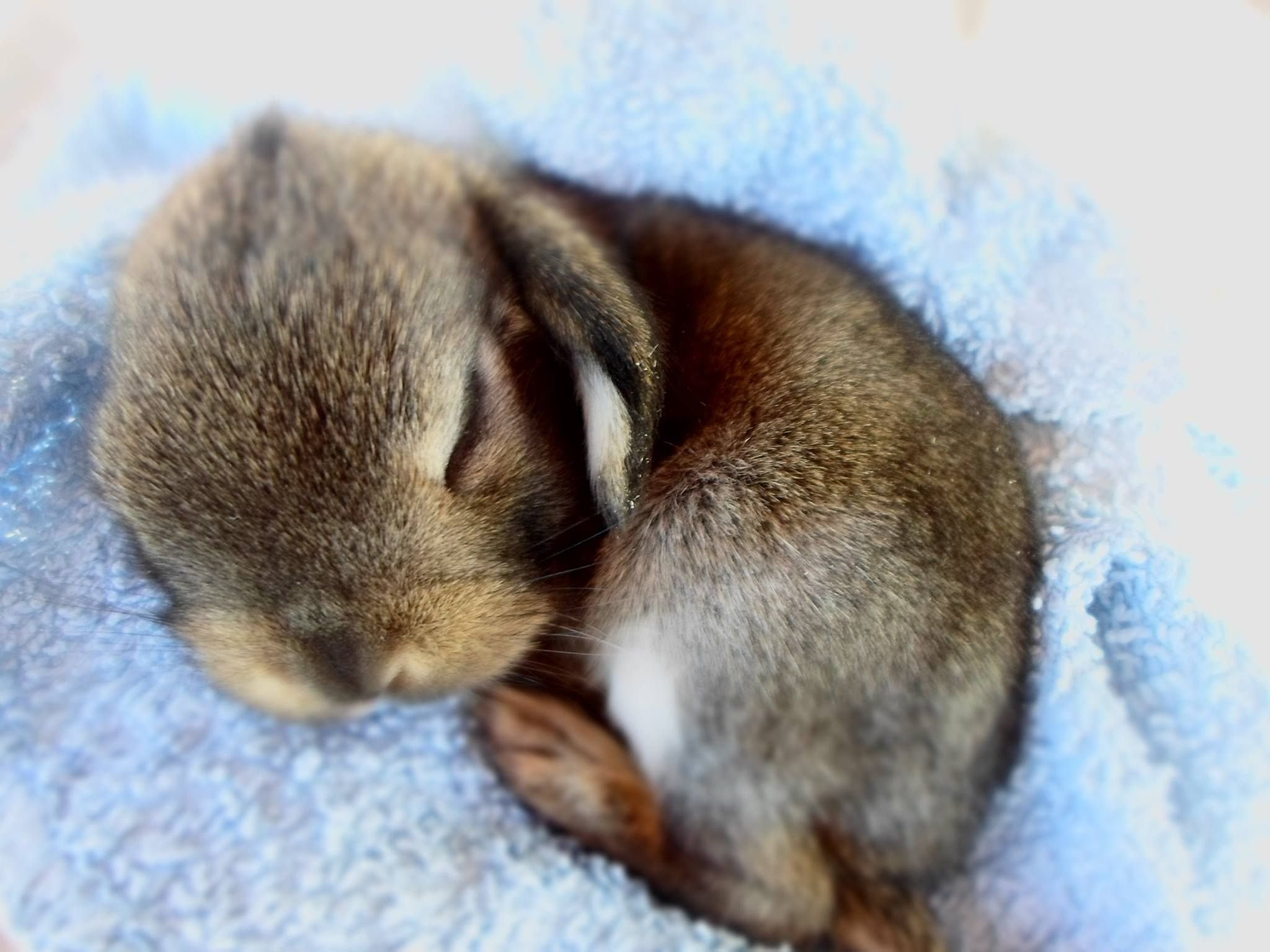 Зайчонок родившийся весной. Новорожденные Зайчата. Новорожденные крольчата. Милые зайчики. Спящие кролики.