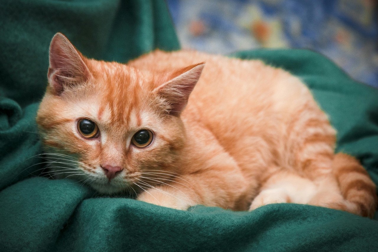 Рыжие Коты Фото Гладкошерстные