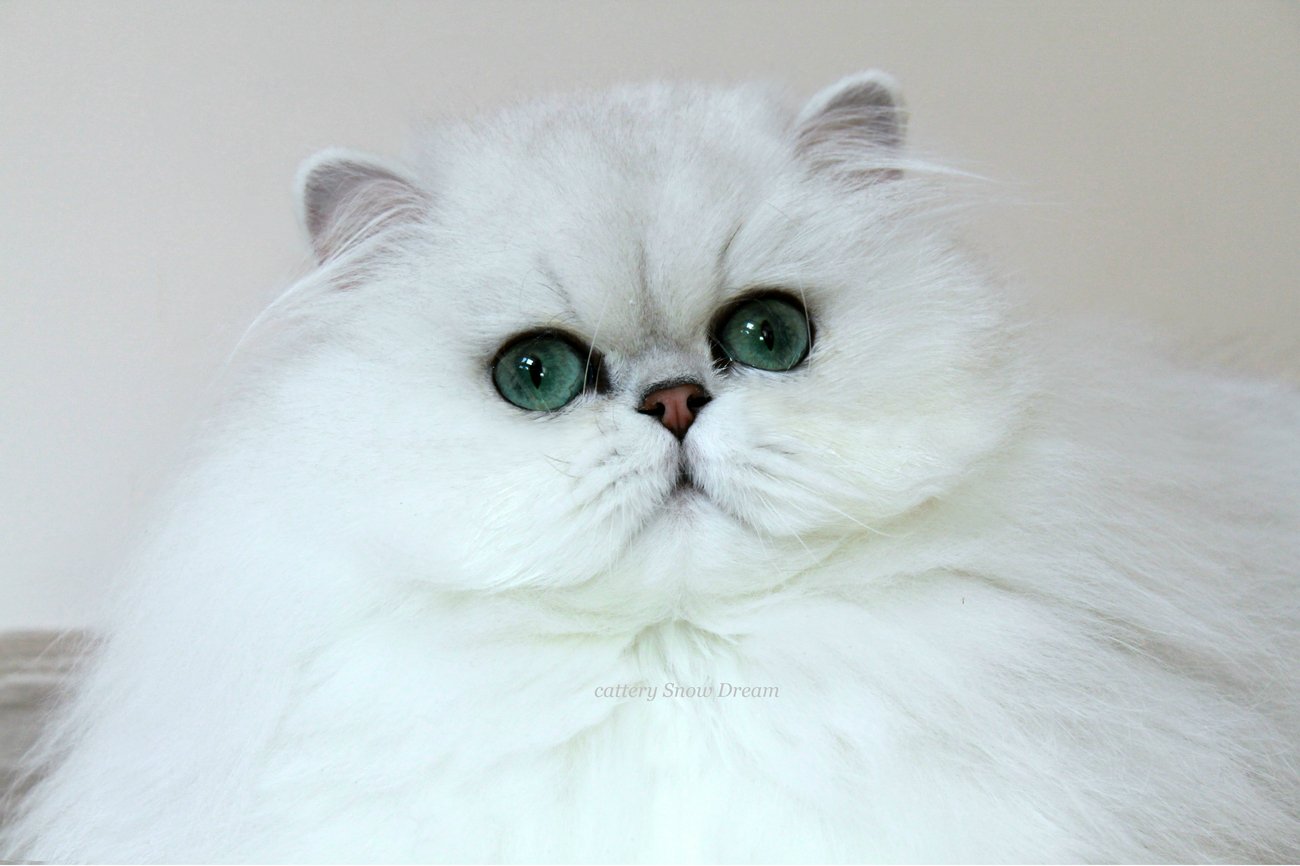 Белая Персидская Кошка Фото