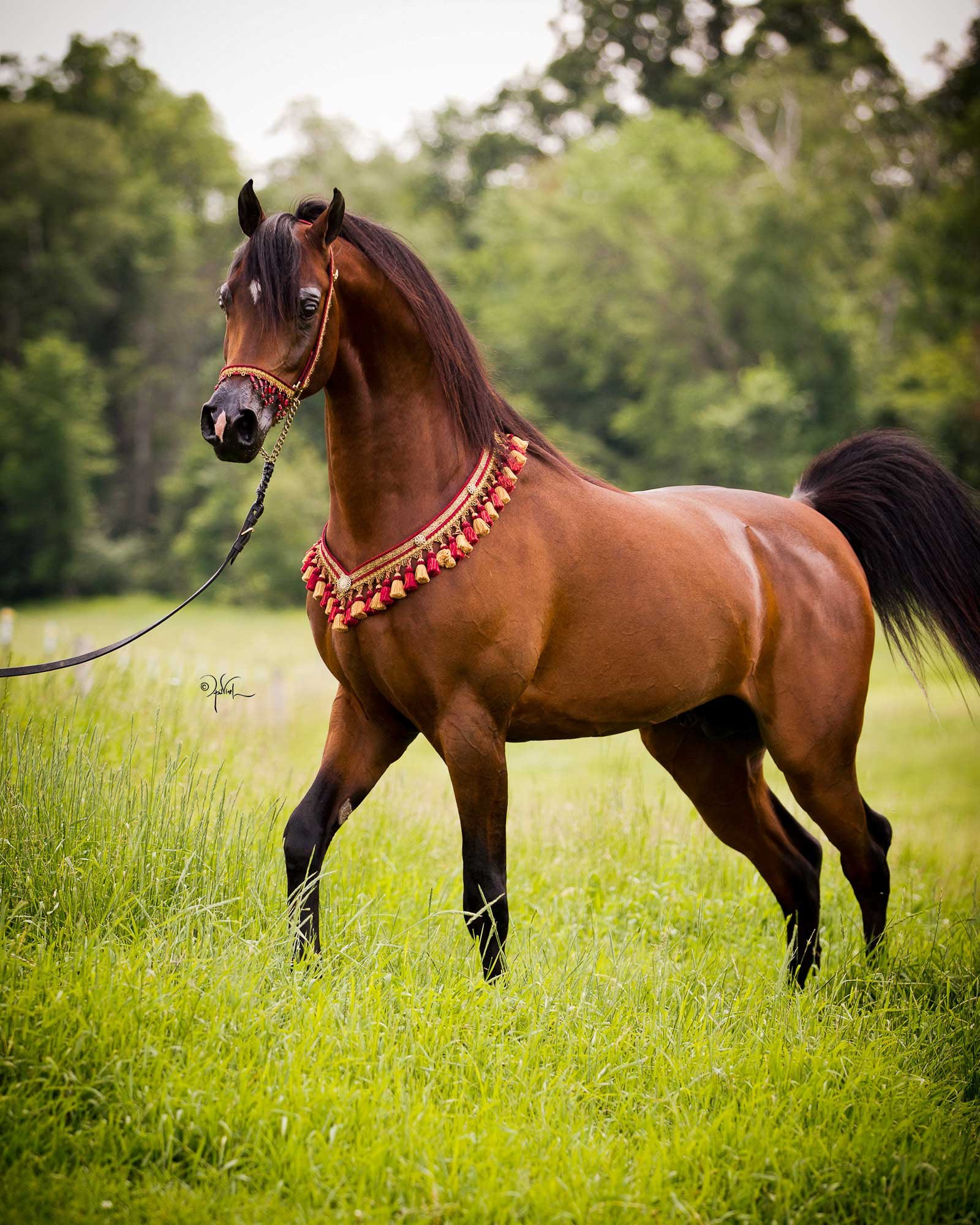 Про лошадей красивый. Испано арабская лошадь. Красивые лошадки. Арабский скакун. Красивый конь.