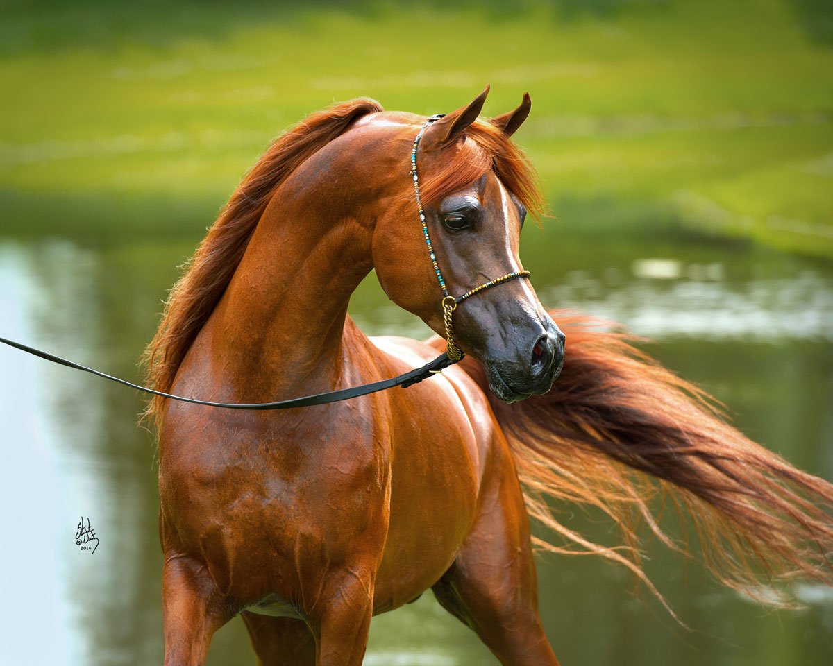 Красивые арабские лошади