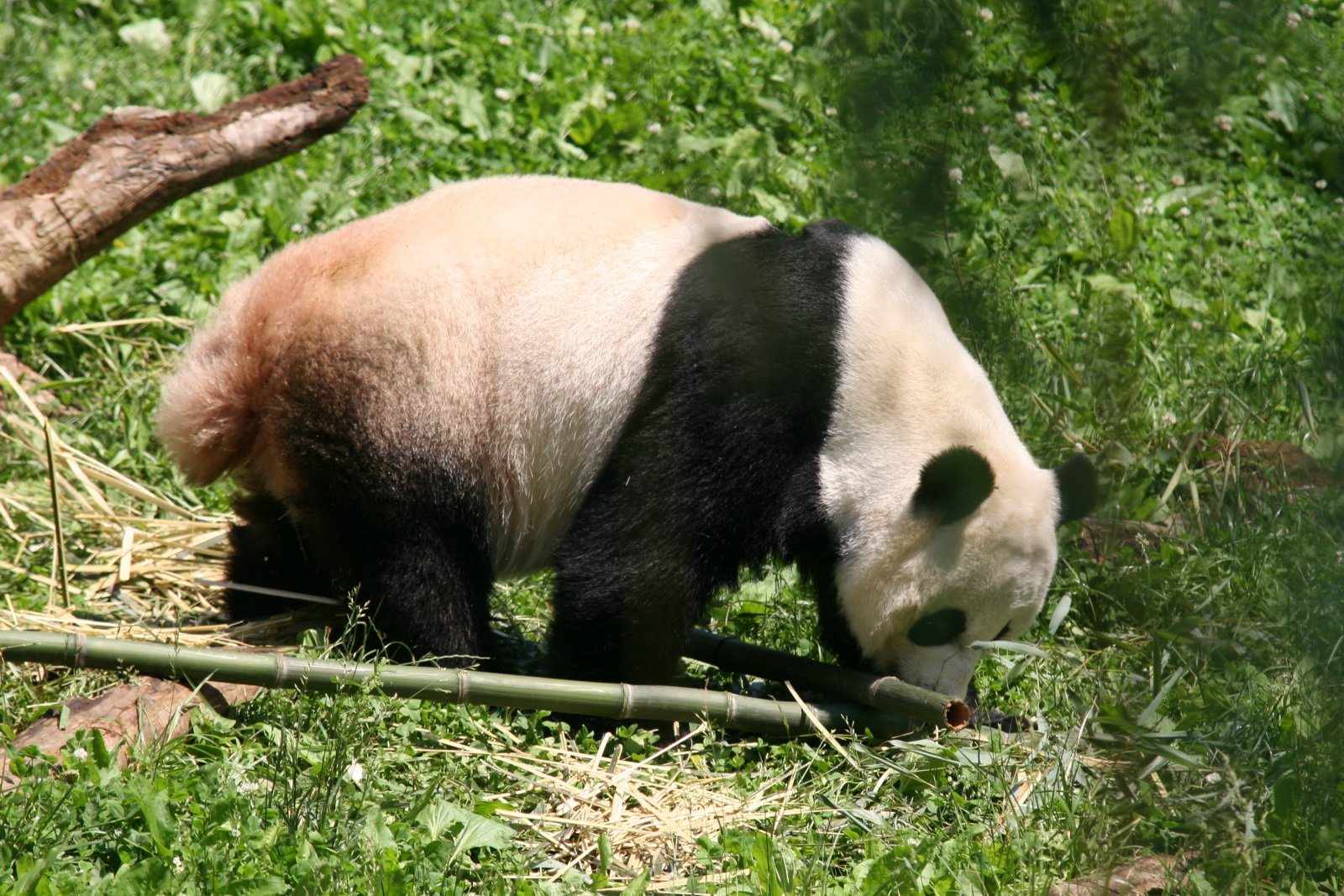 Прода ев. Большая Панда (Ailuropoda melanoleuca).. У панды есть хвост.
