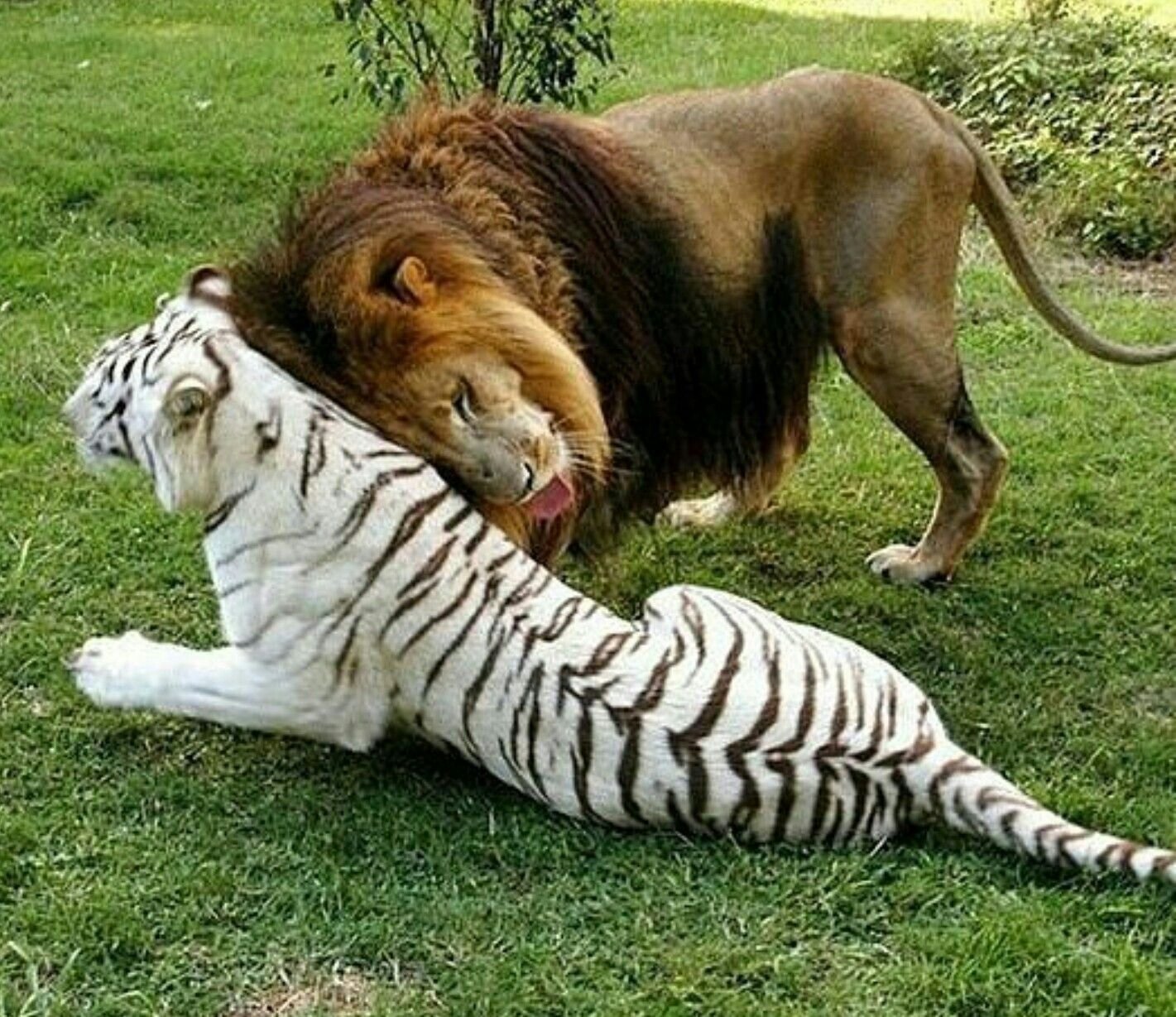 Почему тигр лев. Тигролев Геркулес. Львица Лев тигр. Лигр и ТИГОН. Лев и тигрица.