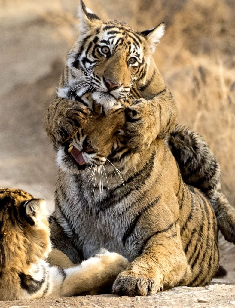 Тигрица и Лев вместе