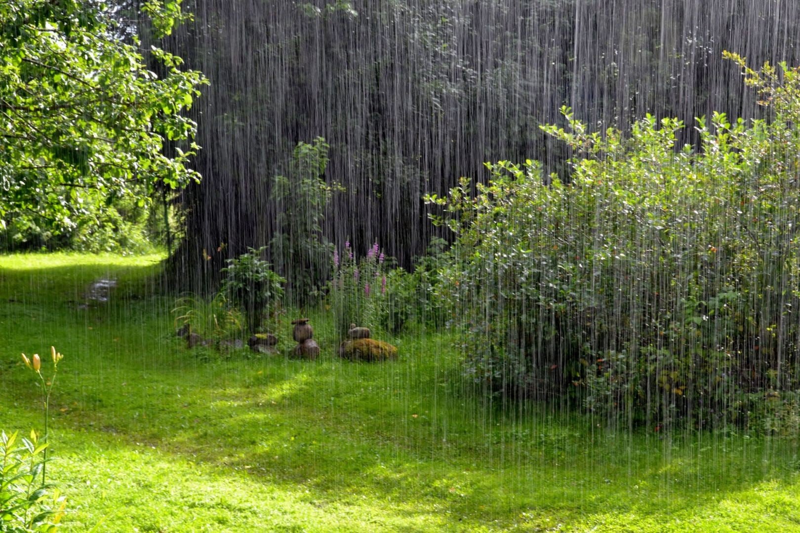 Дождь в лесу описание