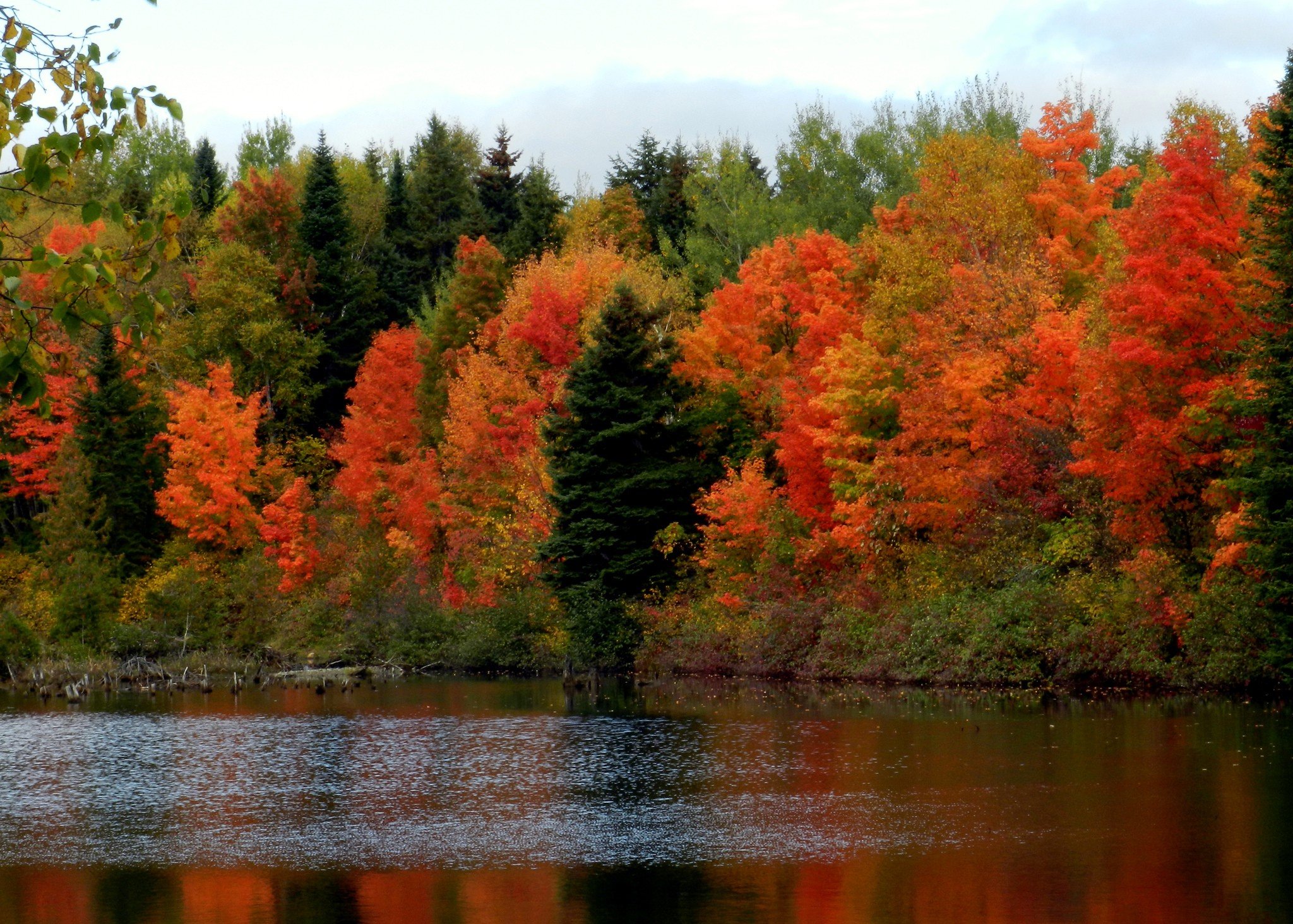 Смешанных и широколиственных лесов осень