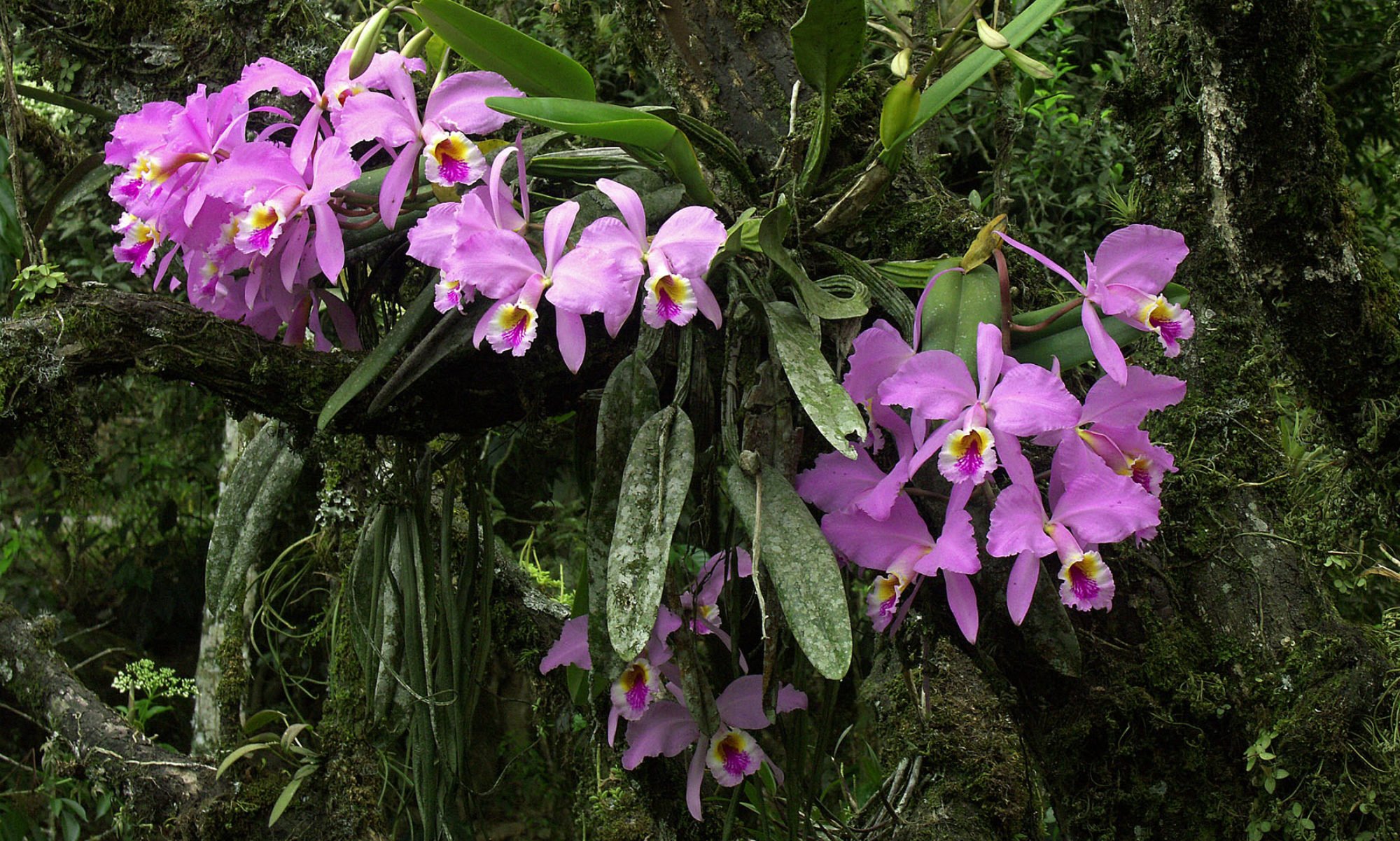 Орхидея В Дикой Природе