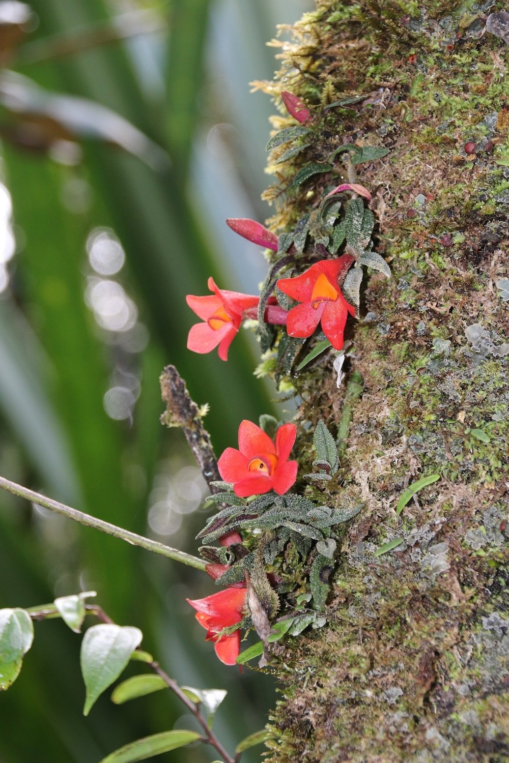 где растут орхидеи фото