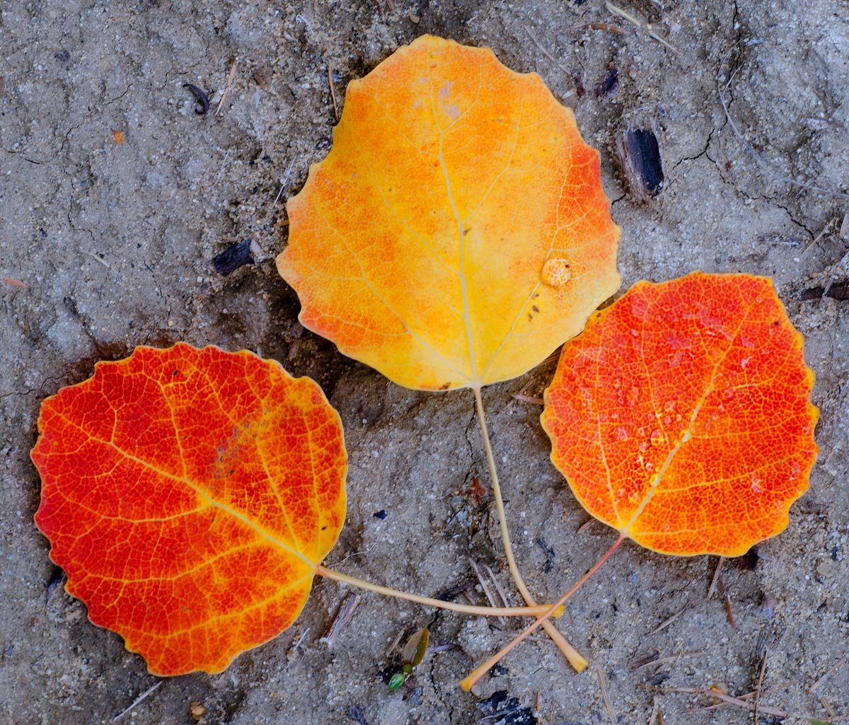 Каким цветом листья осенью. Листья осины осенью. Листок осины. Осенний осиновый лист. Листья тополя осенью.