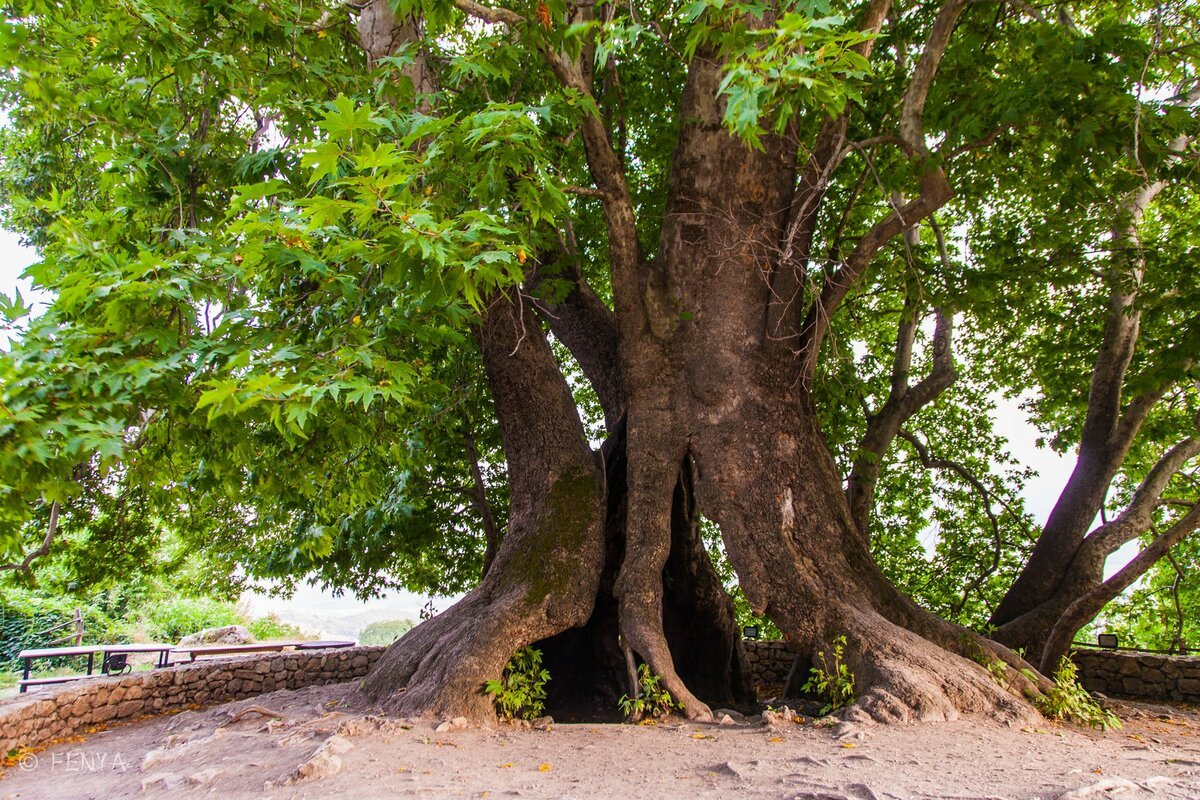 Чинар дерево