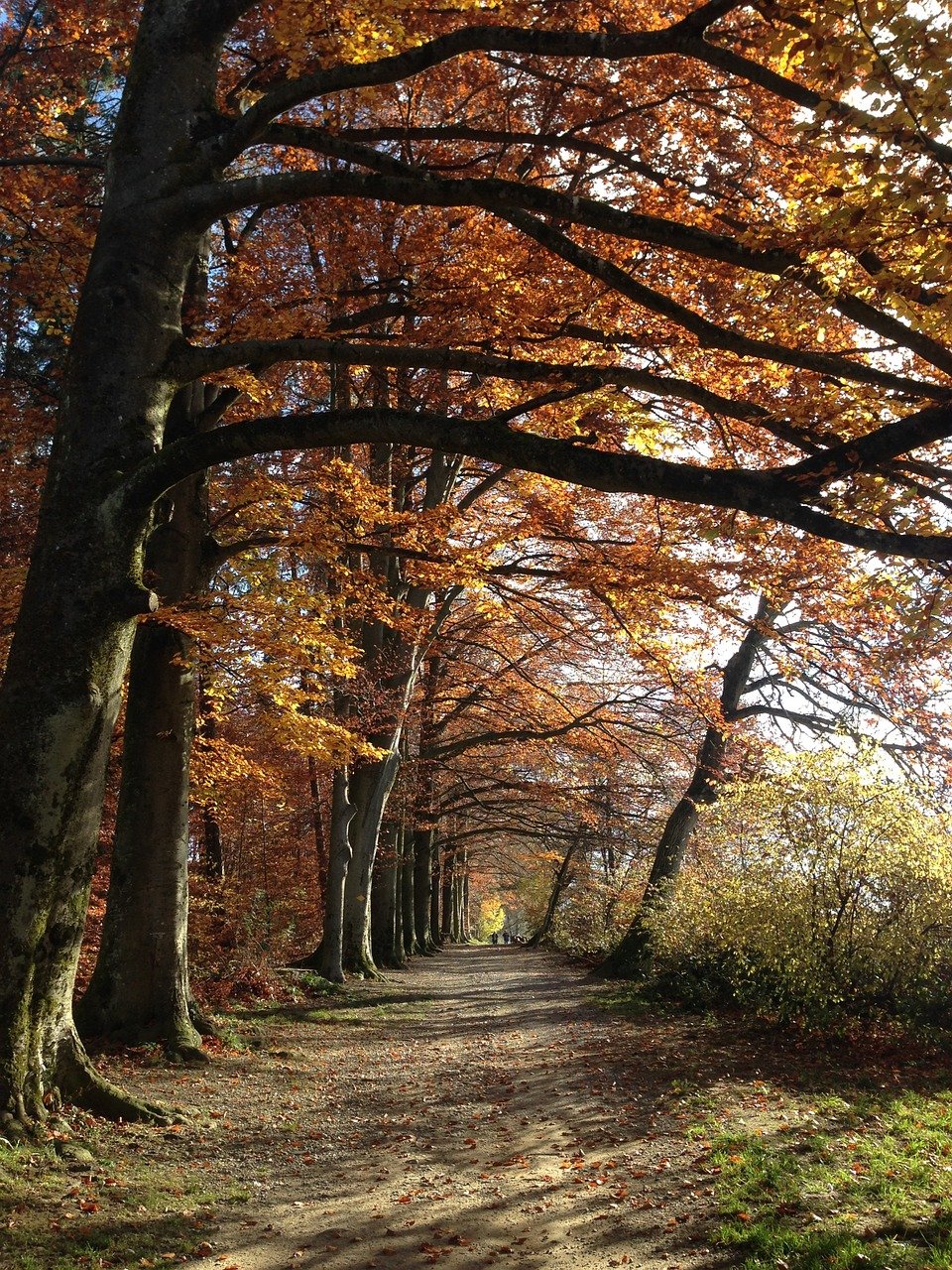 Осень в лесу - красивые фото