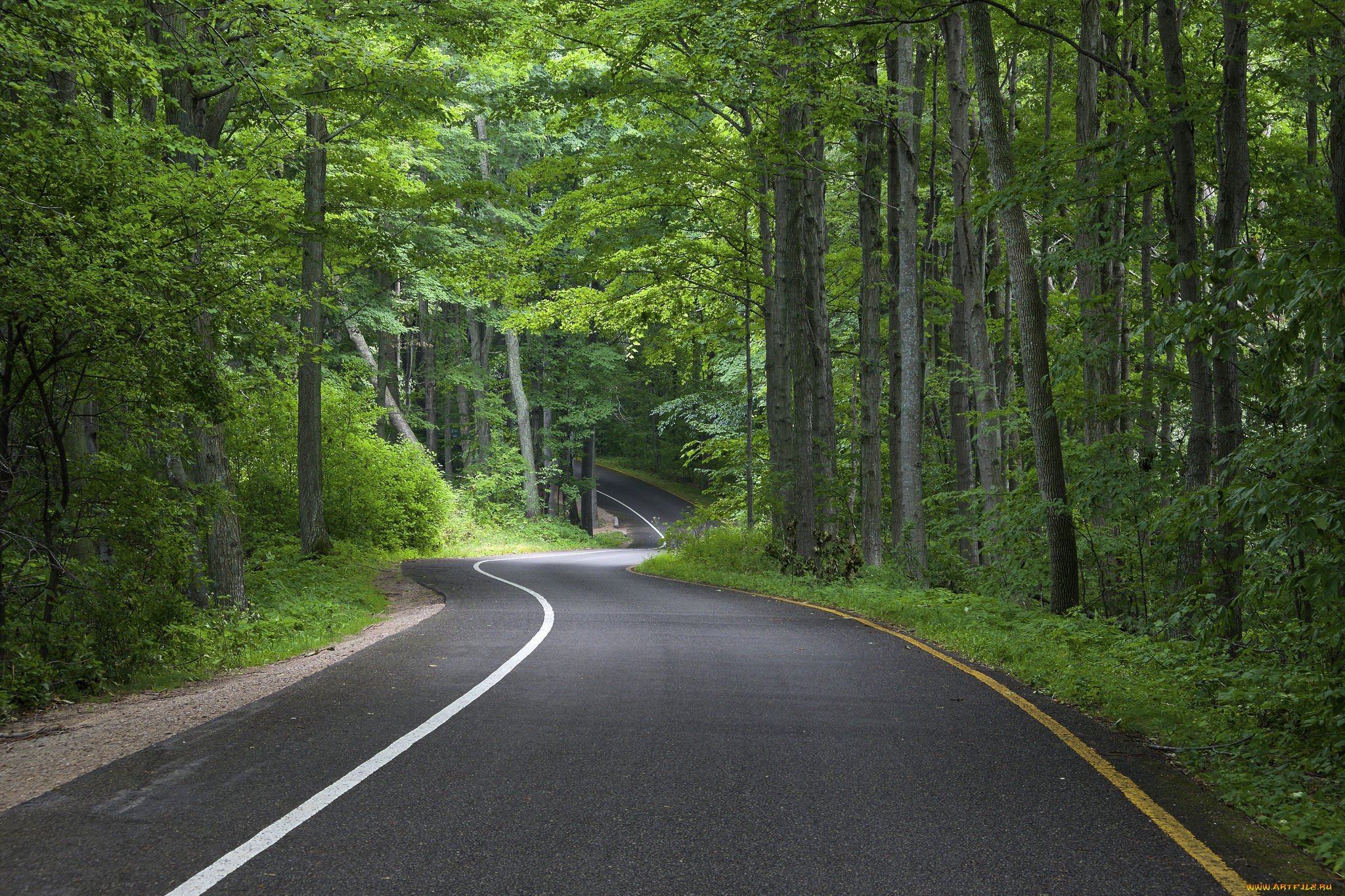 Дорога в красивом лесу. Дорога в лесу. Лесная дорога. Природа лес дорога. Лес у дороги.