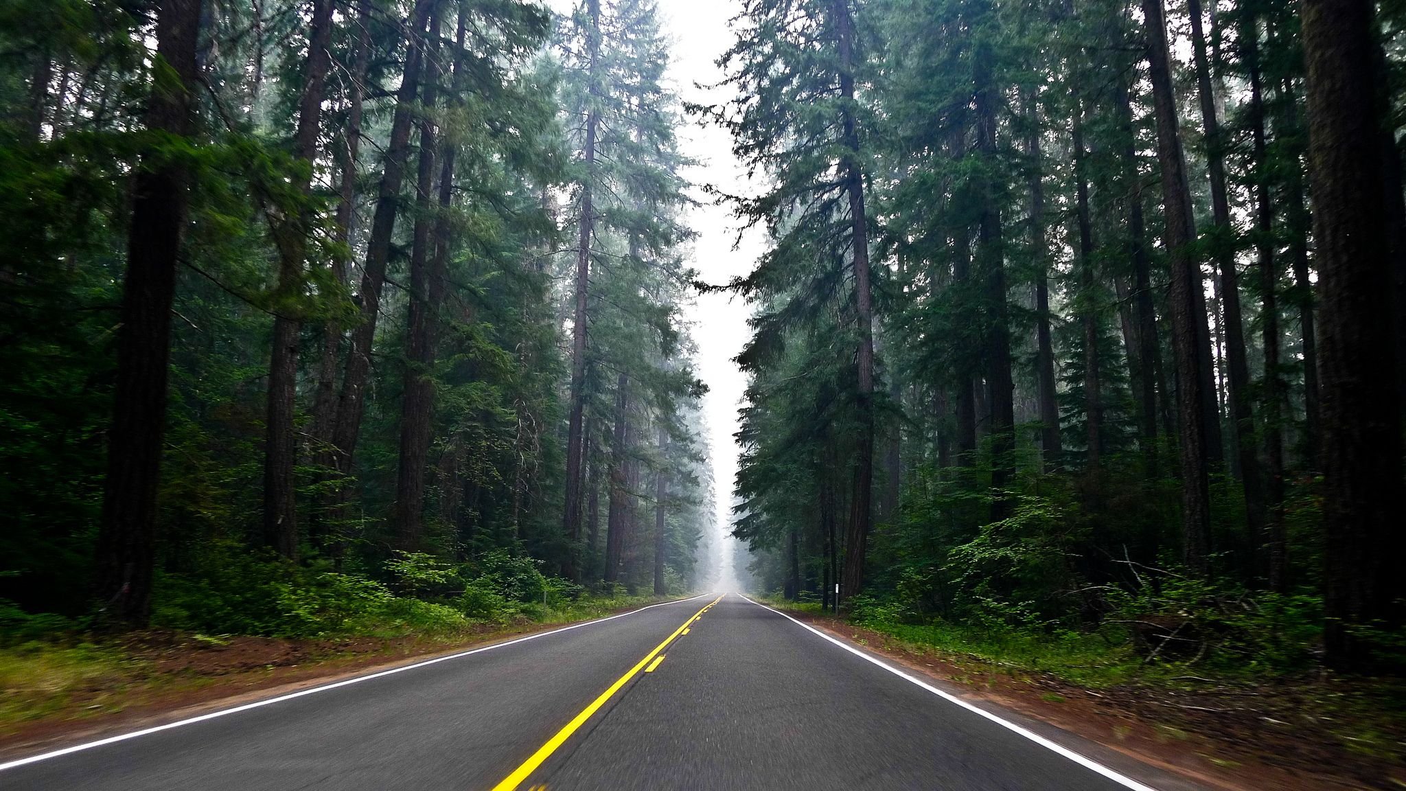 Дорога в красивом лесу. Орегон Вашингтон лес. Вашингтон Форкс природа. Штат Вашингтон Форкс лето. Эстетика Форкс Вашингтон природа лес.