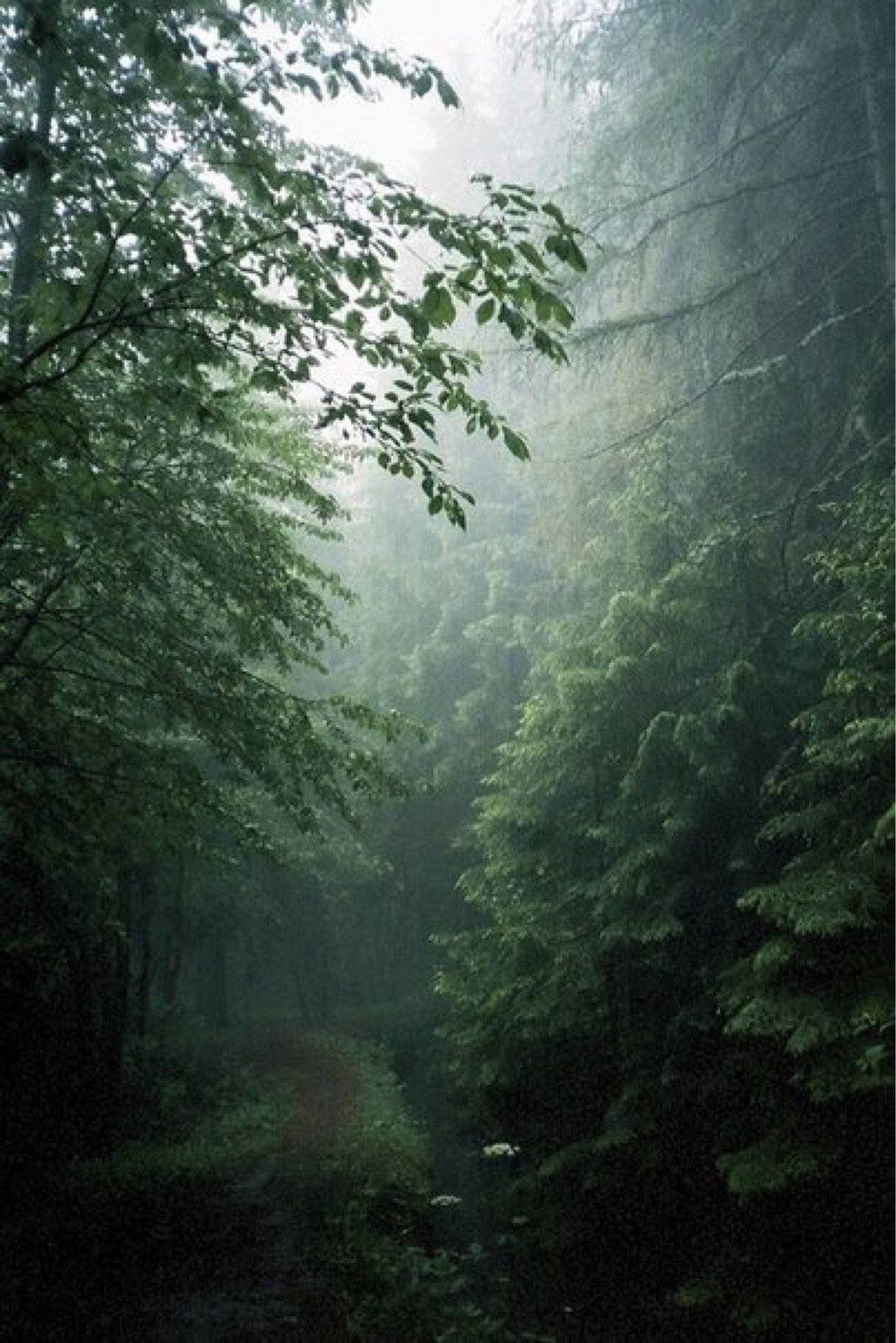 Дождливый лес