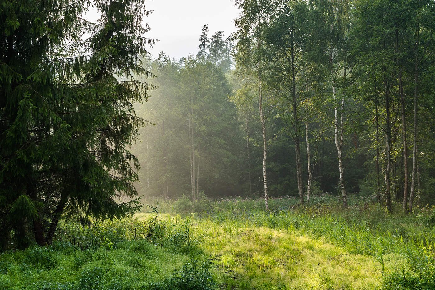 Хвойная тишина. Смешанный Уральский лес опушка. Белоруссия лес опушка. Смешанный лес опушки Поляны.