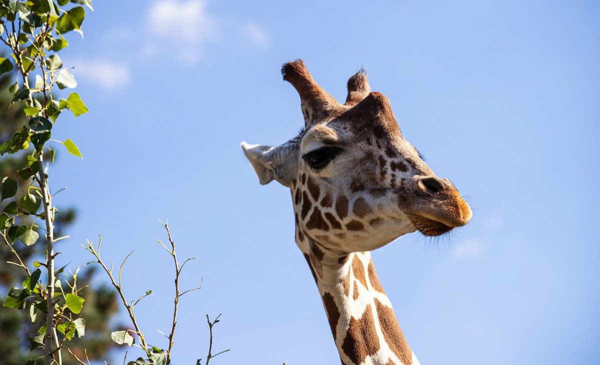 Жираф в очках. Толстая жирафа. Фото жирафа на аватарку.