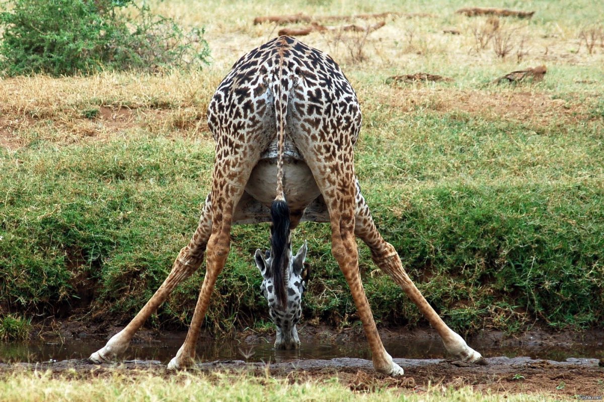 Толстый жираф