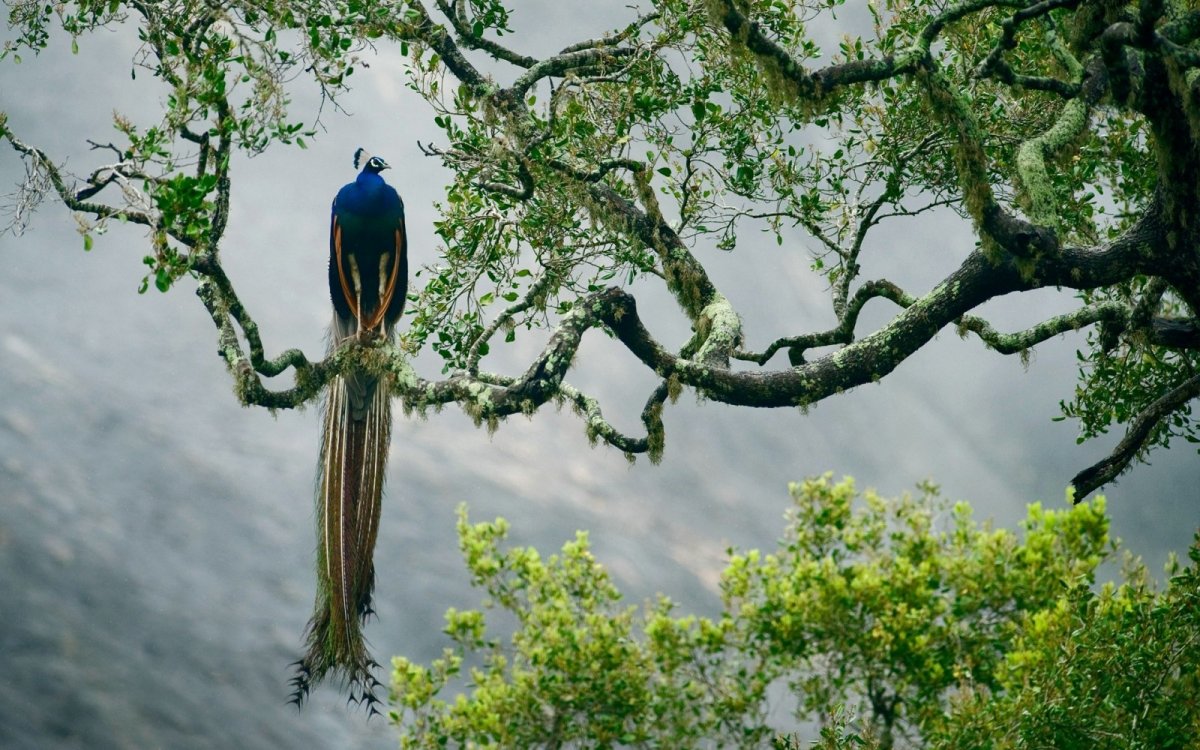 Скачать Фото Птиц Вырезанных Из Дерева