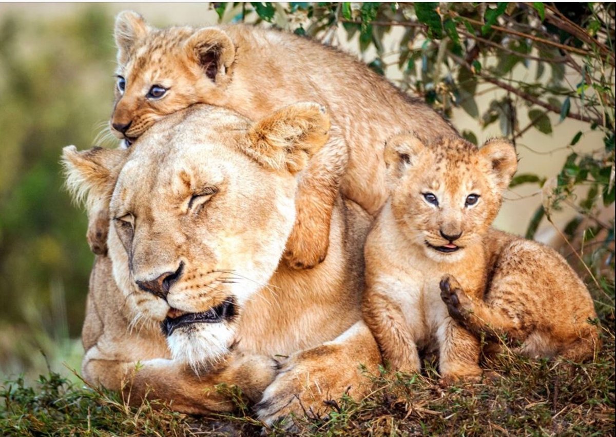 Забота родителей о потомстве. Лев львица и Львенок. Лев львица и Львенок семья. Мамы и Детеныши. Львица с детенышем.