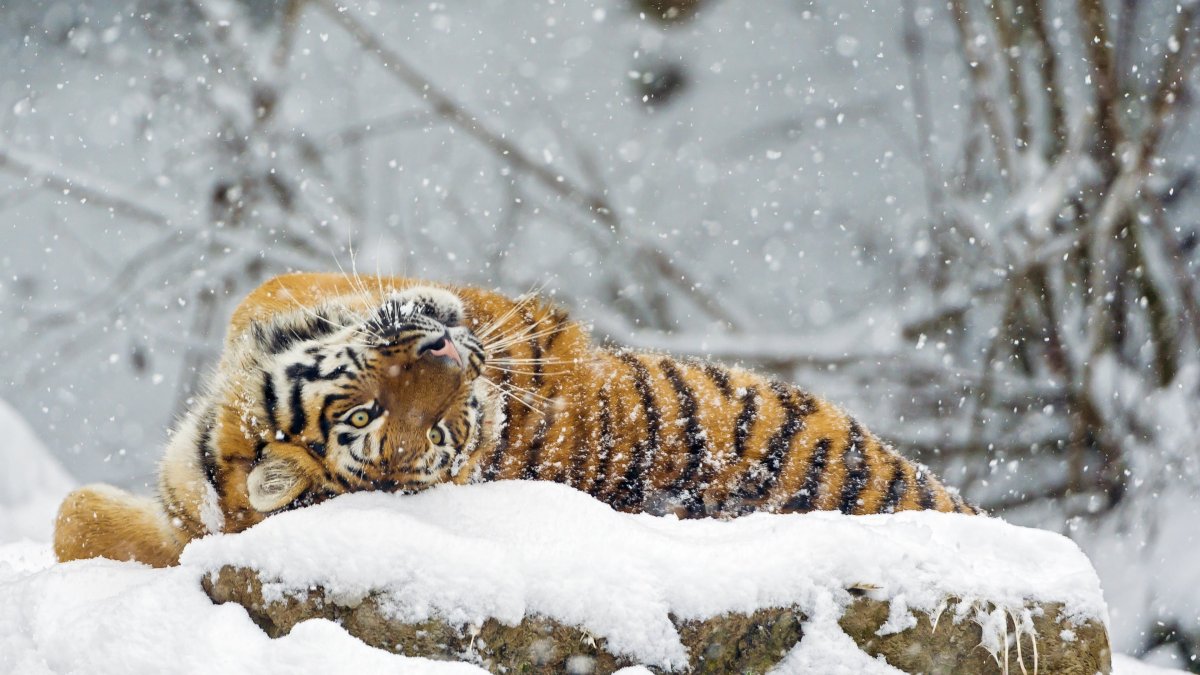Тигр зимой - 60 фото