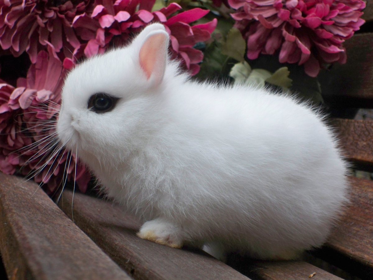 Маленький белый кролик - 62 фото
