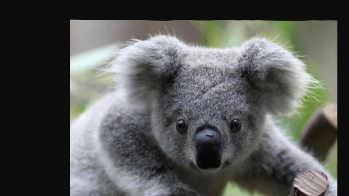 Хвост коалы. Коала хвост. Есть ли у коалы хвост. Что за животное похожа на коалу но с хвостом игрушка. Хвост коалы купить.