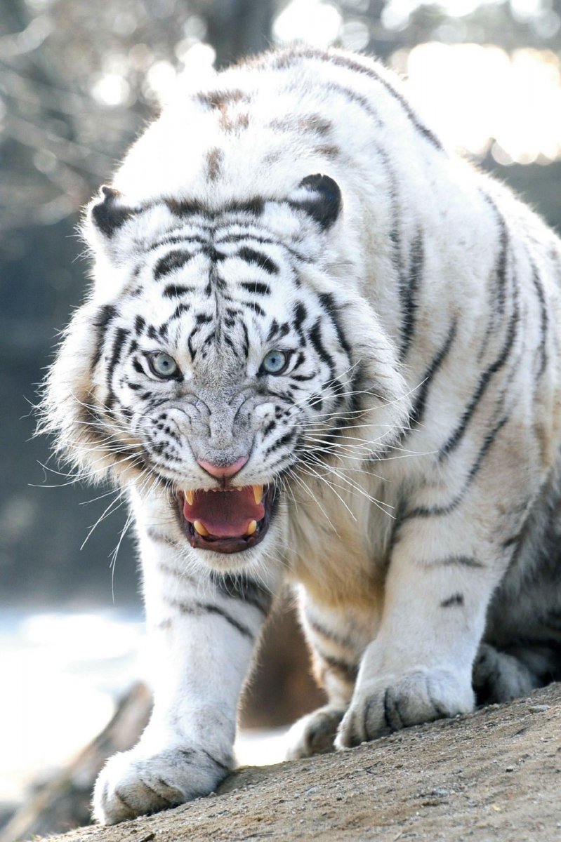 Животные белый тигр