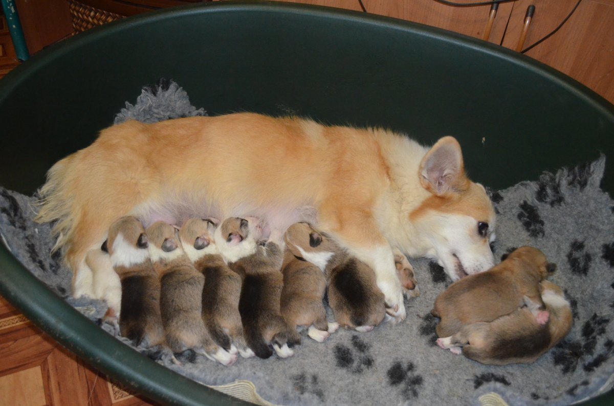Новорожденные щенки вельш корги пемброк