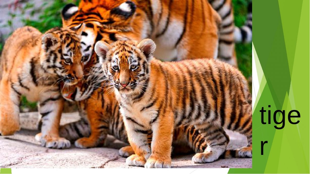 Тигрица с двумя тигрятами