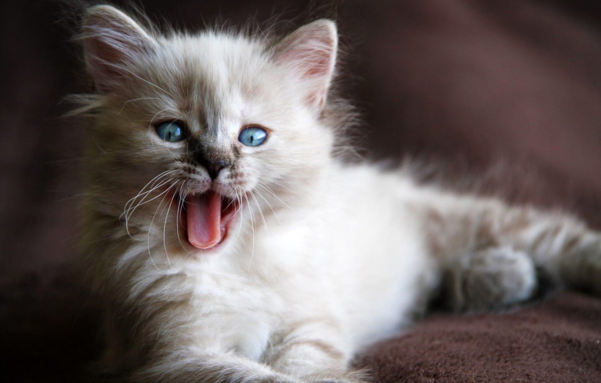 Персидская кошка с голубыми глазами