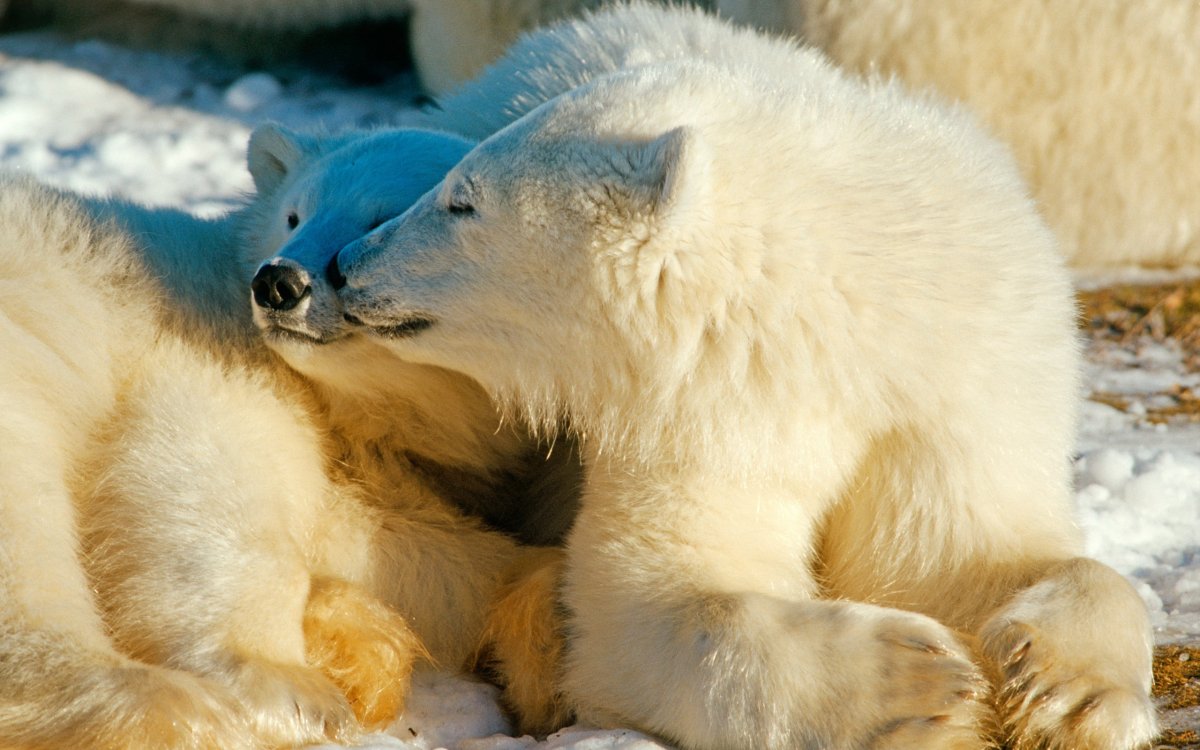 Белые медведи обнимашки