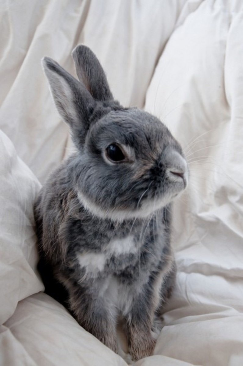 Кролик серый милый